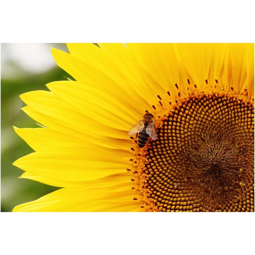 Интерьерная картина-обогреватель WarmART "Пчёлка на подсолнухе" 60х100 см