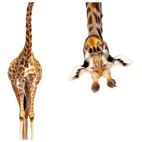 Интерьерная картина-обогреватель WarmART "Любопытный жираф" 60х100 см