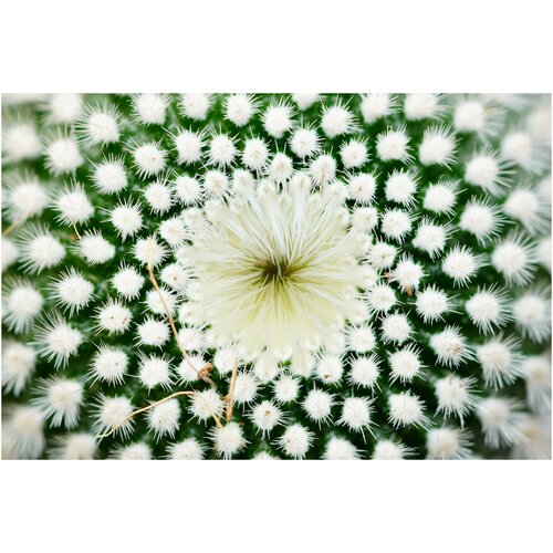 Интерьерная картина-обогреватель WarmART "Цветок кактуса" 60х100 см