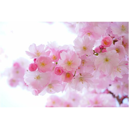 Интерьерная картина-обогреватель WarmART "Ветка японской вишни в цвету" 60х100 см