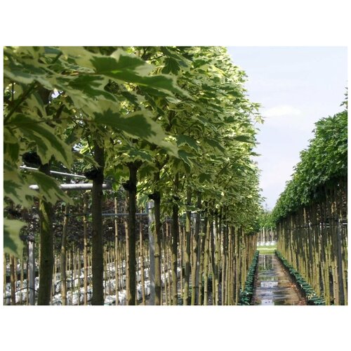 Клён остролистный Друммонди | Acer platanoides Drummondii - 20-25