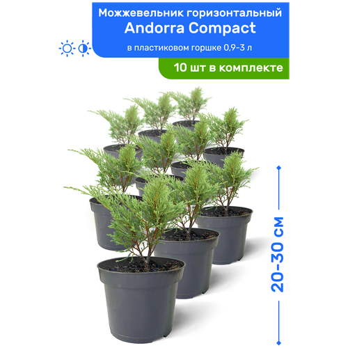 Можжевельник горизонтальный Andorra Compact (Андорра Компакт) 20-30см в пластиковом горшке 0