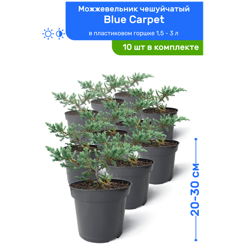 Можжевельник чешуйчатый Blue Carpet (Блю Карпет) 20-30 см в пластиковом горшке 0