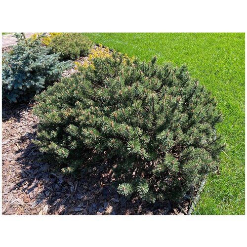 Сосна горная Гном | Pinus mugo Gnom - 80 - 100 (см) Sol.4xv mDb/co (LvE)