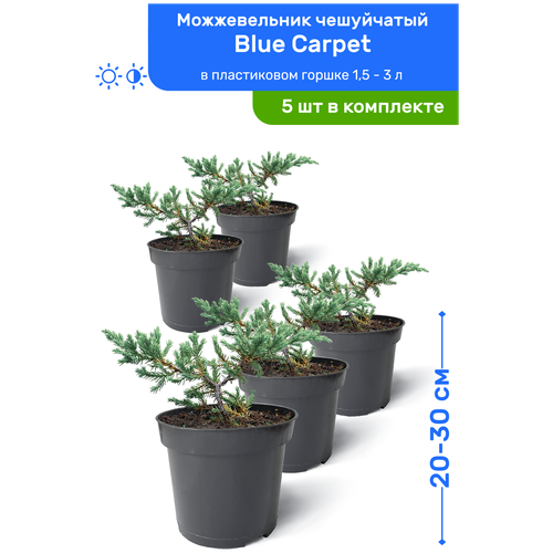 Можжевельник чешуйчатый Blue Carpet (Блю Карпет) 20-30 см в пластиковом горшке 0