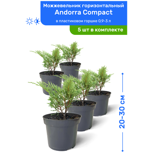 Можжевельник горизонтальный Andorra Compact (Андорра Компакт) 20-30 см в пластиковом горшке 0