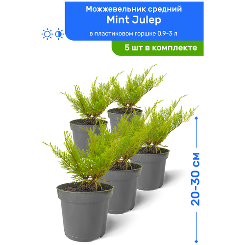 Можжевельник средний Mint Julep (Минт Джулеп) 20-30 см в пластиковом горшке 0