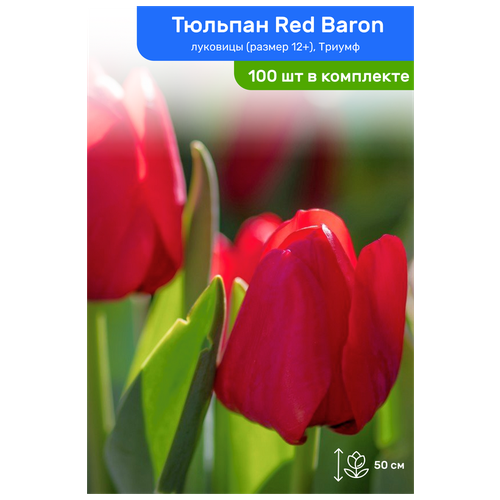 Тюльпан Red Baron (Ред Барон)