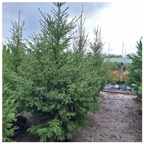 Ель обыкновенная | Picea abies - Копанный - 300 - 350 (см) - mDb
