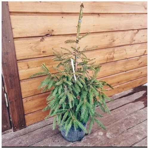 Ель обыкновенная Норкопинг (Picea abies Norrkoping) h 80-100