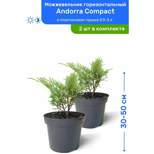Можжевельник горизонтальный Andorra Compact (Андорра Компакт) 30-50 см в пластиковом горшке 0