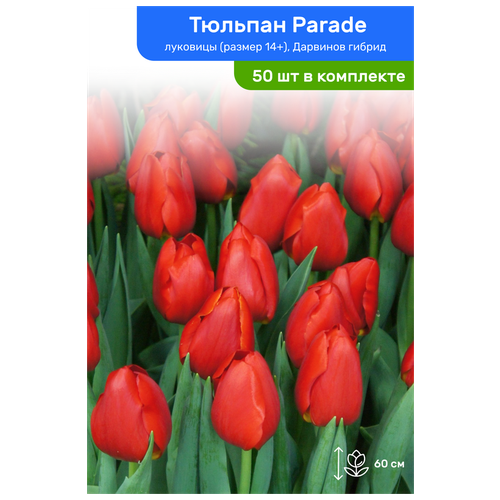 Тюльпан Parade (Парад)