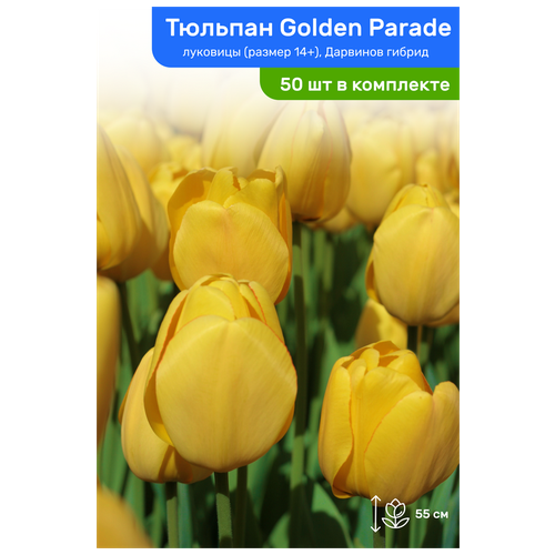 Тюльпан Golden Parade (Голден Парад)